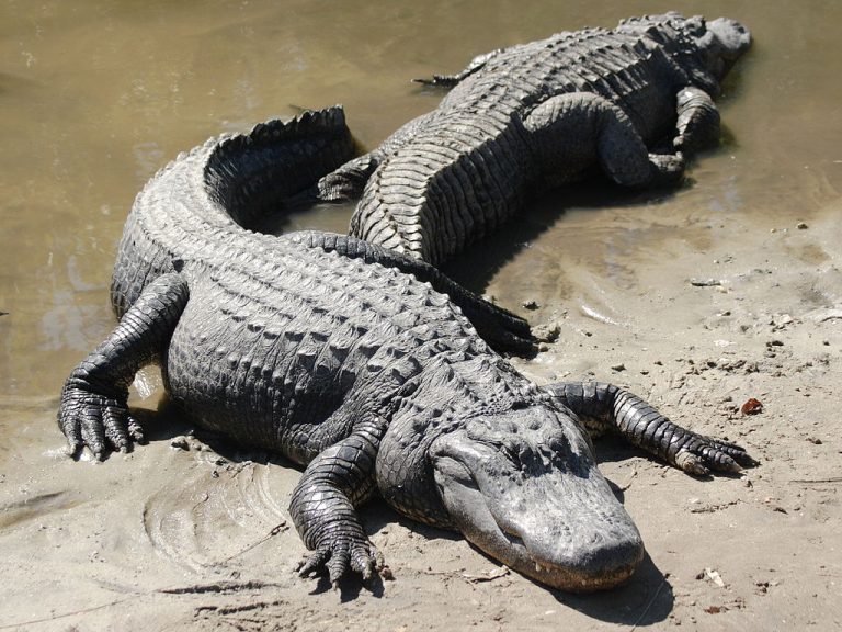 Apa Bedanya Buaya dan Alligator