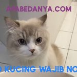 VIDEO KUCING WAJIB TONTON HANYA DI APABEDANYA.COM