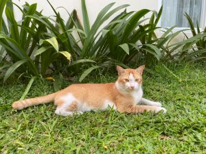 Apa Bedanya Kucing Domestik Dengan Kucing Ras