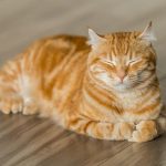 9 Tips Merawat Kucing Bagi Pemula