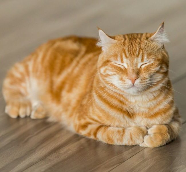 9 Tips Merawat Kucing Bagi Pemula