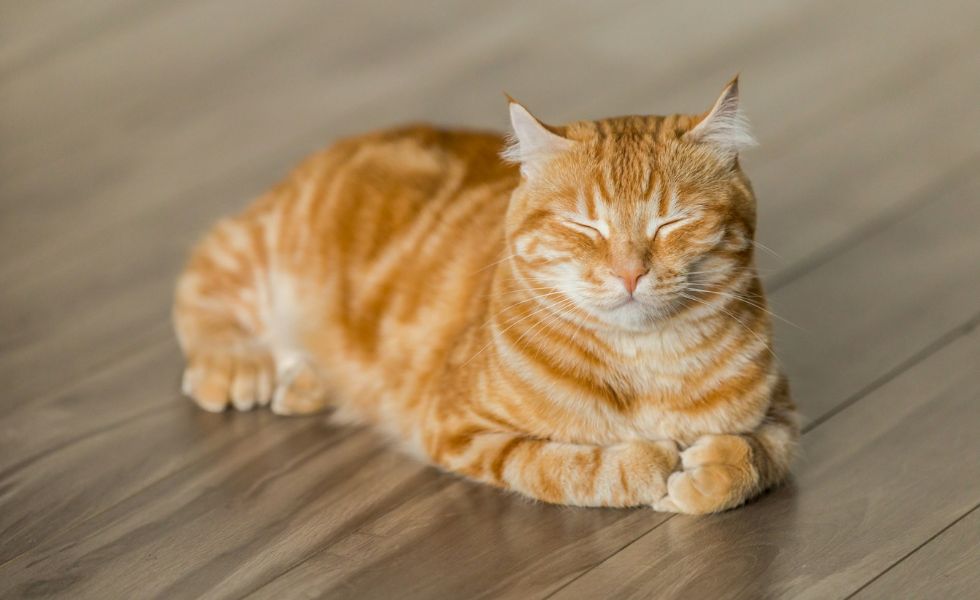 9 Tips Merawat Kucing Bagi Pemula