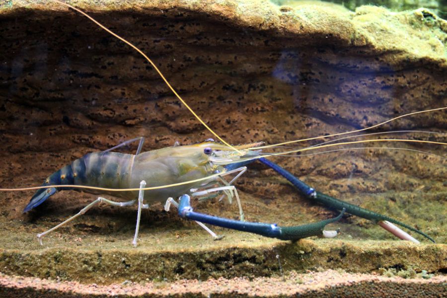 Jenis-Jenis Udang yang Hidup di Perairan Indonesia