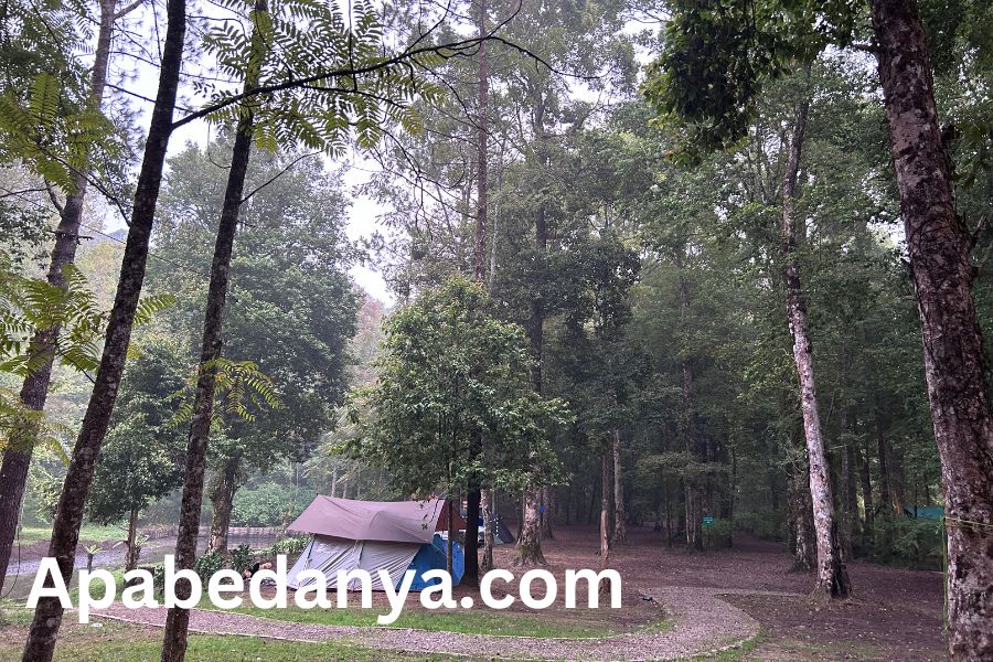 Pengalaman Camping di Hejo Forest Bandung