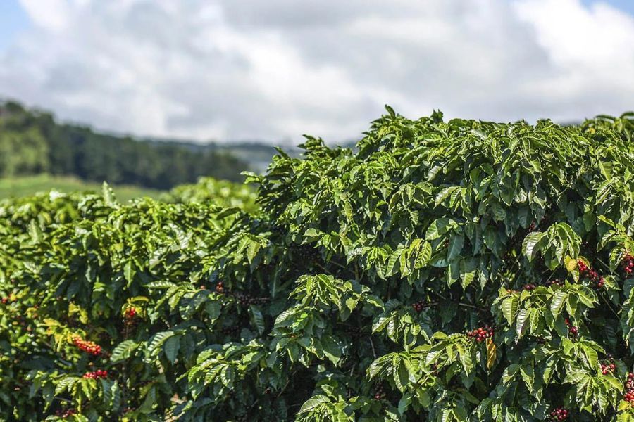 Apa Bedanya Kopi Arabica dengan Robusta