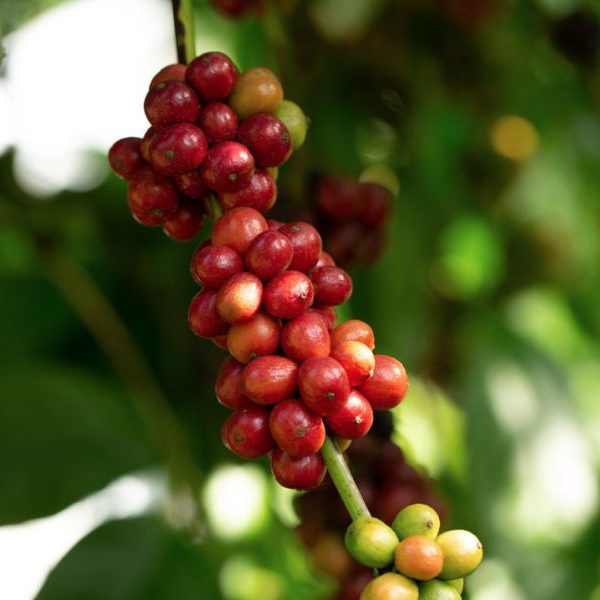 Apa Bedanya Kopi Arabica dengan Robusta