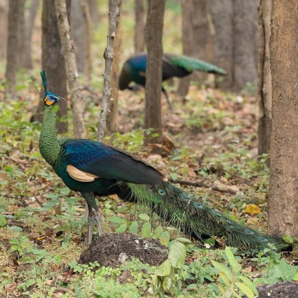 Apa Bedanya Merak Biru dengan Merak Hijau